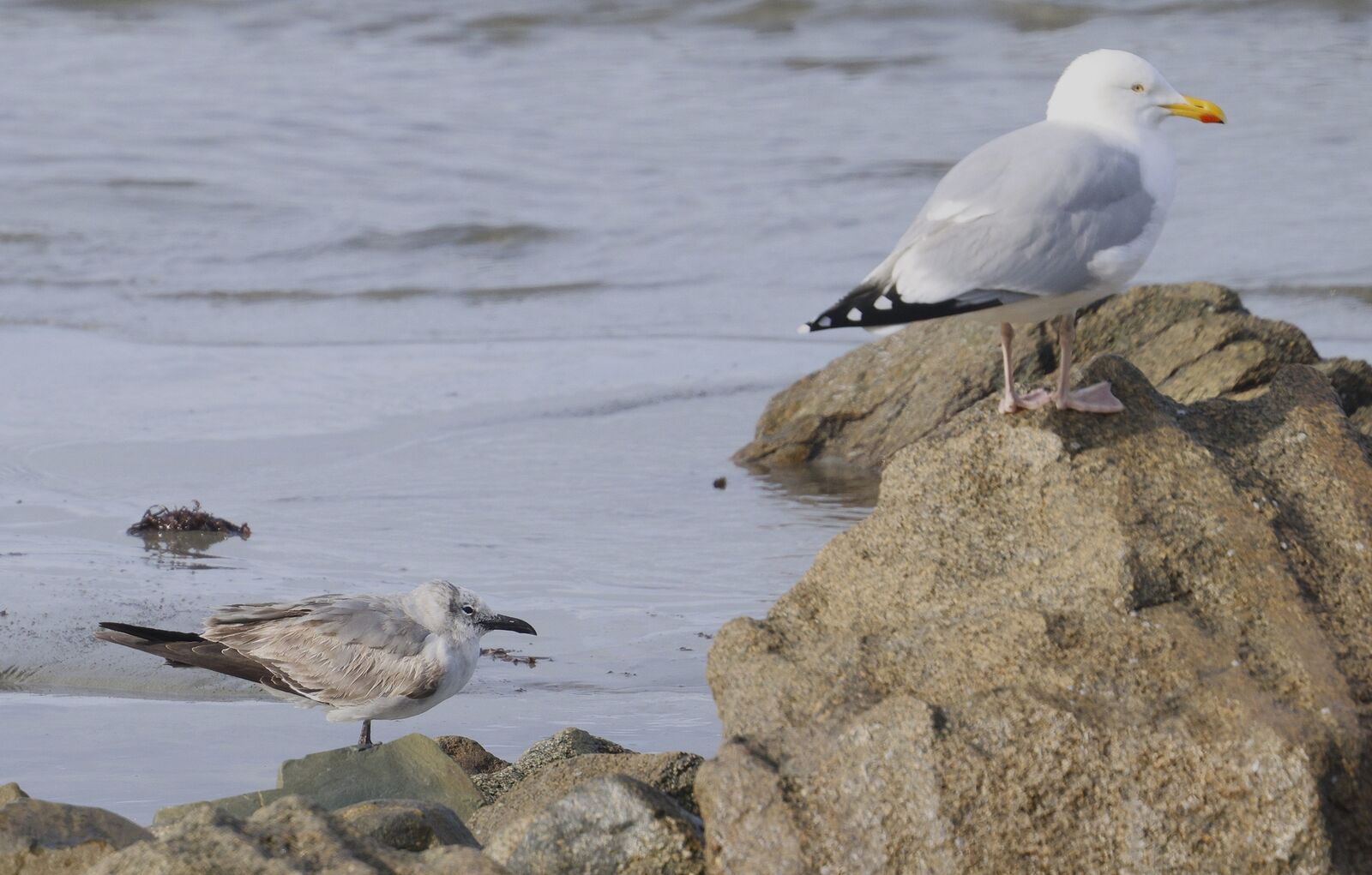 Laughing Gull -  Perelle [PER]  -  14/2/2026  -  &copy;  Rockdweller