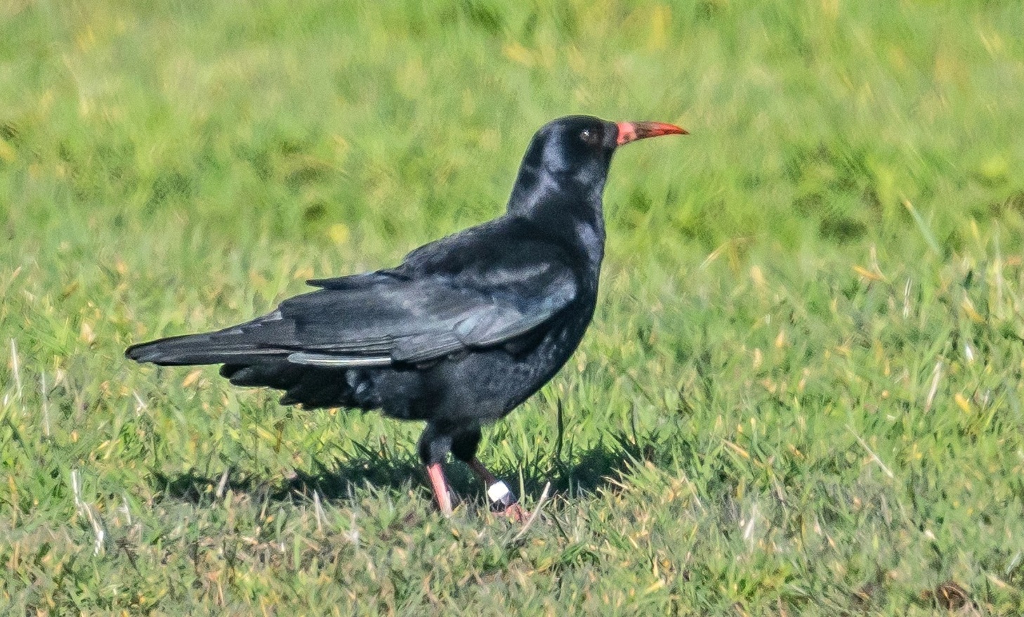  -  Colin Best NR  -  18/3/2026  -  &copy;  Rockdweller