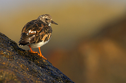 Turnstone photographed at Fort le Crocq on 14/9/2008. Photo: &copy; Steve Levrier