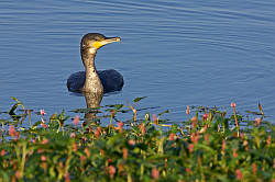 Cormorant photographed at Reservoir on 28/9/2008. Photo: &copy; Steve Levrier
