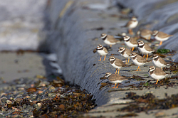 Ringed Plover. Photo: &copy; Steve Levrier