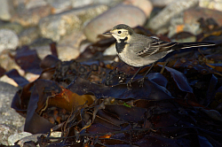 Pied Wagtail. Photo: &copy; Steve Levrier