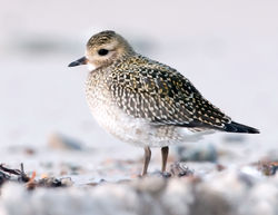 Golden Plover photographed at Les Ammarreurs on 19/10/2009. Photo: &copy; Phil Alexander