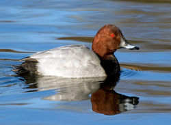 Pochard photographed at Reservoir on 20/12/2009. Photo: &copy; Phil Alexander