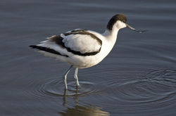Avocet photographed at Vale Pond [VAL] on 13/1/2010. Photo: &copy; Mike Cunningham