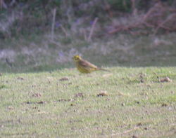 Yellowhammer photographed at Pleinmont [PLE] on 11/4/2010. Photo: &copy; Mark Guppy
