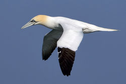 Gannet photographed at Fort Doyle [DOY] on 12/4/2010. Photo: &copy; Paul Hillion