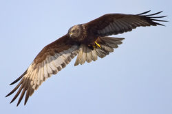 Marsh Harrier photographed at Claire Mare [CLA] on 19/4/2010. Photo: &copy; Paul Hillion