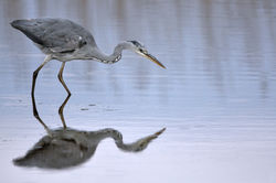 Grey Heron photographed at Claire Mare [CLA] on 14/5/2010. Photo: &copy; Chris Bale