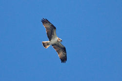 Osprey photographed at L\'Eree [LER] on 2/9/2010. Photo: &copy; Chris Bale