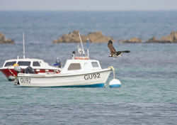Osprey photographed at Perelle [PER] on 5/9/2010. Photo: &copy; Chris Bale