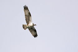 Osprey photographed at Perelle [PER] on 5/9/2010. Photo: &copy; Chris Bale