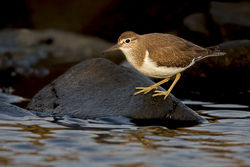 Common Sandpiper photographed at Pulias [PUL] on 11/9/2010. Photo: &copy; Chris Bale