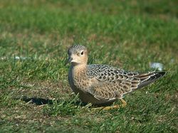 Buff-breasted Sandpiper photographed at L\'Ancresse [LAN] on 12/9/2010. Photo: &copy; Mark Lawlor