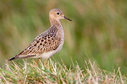 Buff-breasted Sandpiper photographed at L\'Ancresse [LAN] on 13/9/2010. Photo: &copy; Chris Bale