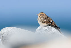 Lapland Bunting photographed at Fort Doyle [DOY] on 15/9/2010. Photo: &copy; Chris Bale