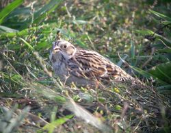 Lapland Bunting photographed at Pleinmont [PLE] on 25/10/2010. Photo: &copy; Mark Guppy