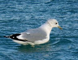 Common Gull photographed at Chouet [CHO] on 24/12/2010. Photo: &copy; Mark Lawlor
