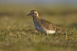 Golden Plover photographed at Pleinmont [PLE] on 22/3/2011. Photo: &copy; Chris Bale