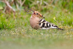 Hoopoe photographed at Les Adams [LDM] on 26/3/2011. Photo: &copy; Chris Bale