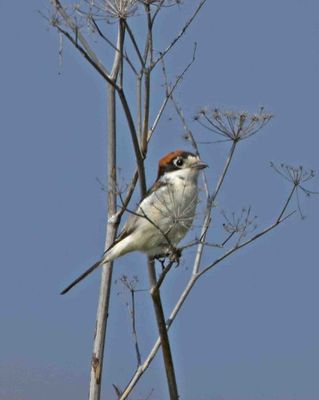 Woodchat Shrike photographed at Rocquaine [ROC] on 16/4/2011. Photo: &copy; Mike Cunningham