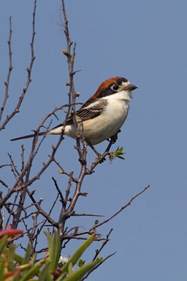Woodchat Shrike photographed at Rocquaine [ROC] on 17/4/2011. Photo: &copy; Chris Bale