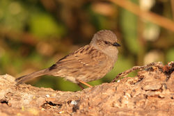 Dunnock photographed at In my garden on 24/4/2011. Photo: &copy; Rod Ferbrache