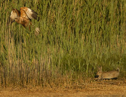 Marsh Harrier photographed at Claire Mare [CLA] on 3/6/2011. Photo: &copy; Mike Cunningham