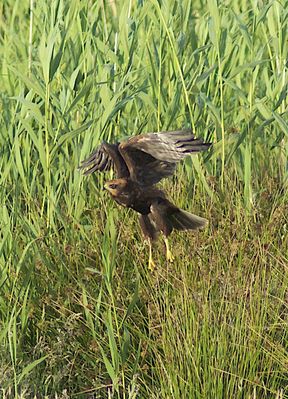 Marsh Harrier photographed at Colin Best NR [CNR] on 25/6/2011. Photo: &copy; Royston Carré