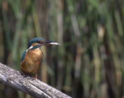 Kingfisher photographed at Grands Marais/Pre [PRE] on 30/7/2011. Photo: &copy; Paul Bretel