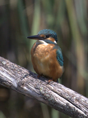 Kingfisher photographed at Grands Marais/Pre [PRE] on 30/7/2011. Photo: &copy; Paul Bretel