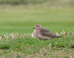 Buff-breasted Sandpiper photographed at L\'Ancresse [LAN] on 12/9/2011. Photo: &copy; Mark Lawlor