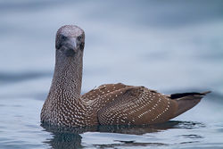 Gannet photographed at Pelagic [PEL] on 25/9/2011. Photo: &copy; Chris Bale
