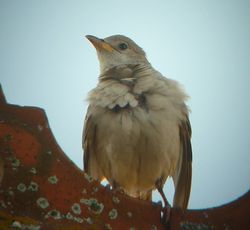 Rose-coloured Starling photographed at Vazon [VAZ] on 1/10/2011. Photo: &copy; Mark Guppy