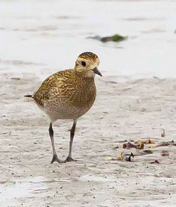 Golden Plover photographed at Shingle Bank [SHI] on 9/10/2011. Photo: &copy; Allan Phillips
