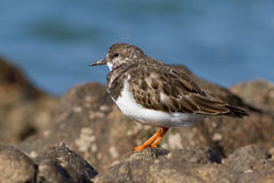 Turnstone photographed at L\'Eree [LER] on 21/10/2011. Photo: &copy; Rod Ferbrache