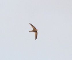 Swift photographed at Mont Saint [MOT] on 3/11/2011. Photo: &copy; Mark Guppy