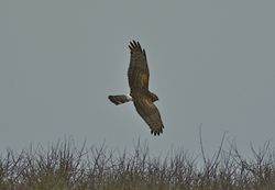 Hen Harrier photographed at Pleinmont [PLE] on 8/11/2011. Photo: &copy; Royston Carré