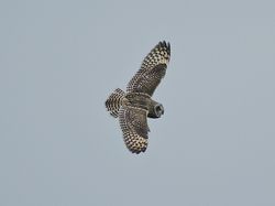 Short-eared Owl photographed at Pleinmont [PLE] on 10/11/2011. Photo: &copy; Royston Carré
