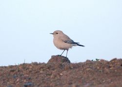 Desert Wheatear photographed at Scramble Track [SCR] on 12/11/2011. Photo: &copy; Mark Guppy