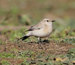 Desert Wheatear photographed at Pleinmont [PLE] on 13/11/2011. Photo: &copy; Paul Bretel