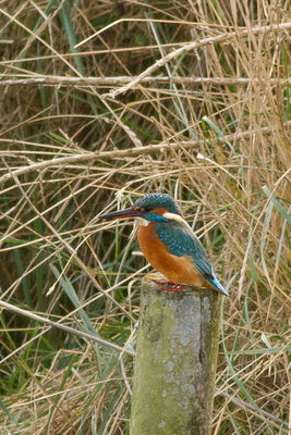 Kingfisher photographed at Vale Pond on 19/11/2011. Photo: &copy; Rod Ferbrache