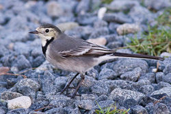 Pied Wagtail photographed at Rousse [ROU] on 17/12/2011. Photo: &copy; Rod Ferbrache