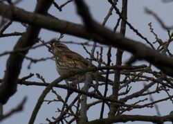 Redwing photographed at Saumarez Park [SAU] on 26/12/2011. Photo: &copy; paul  carre