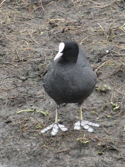 Coot photographed at Vale Pond [VAL] on 7/1/2012. Photo: &copy; Michelle Hooper