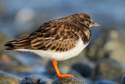 Turnstone photographed at Grandes Havres [GHA] on 15/1/2012. Photo: &copy; Adrian Gidney