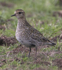 Golden Plover photographed at Pleinmont [PLE]  on 31/1/2012. Photo: &copy; Robert Martin