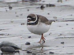 Ringed Plover photographed at Belle Greve Bay [BEL] on 25/2/2012. Photo: &copy; Robert Martin