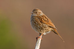 Dunnock photographed at Lihou Headland [LCH] on 25/3/2012. Photo: &copy; Rod Ferbrache