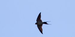 Red-rumped Swallow photographed at Shingle Bank [SHI] on 4/4/2012. Photo: &copy; Vic Froome